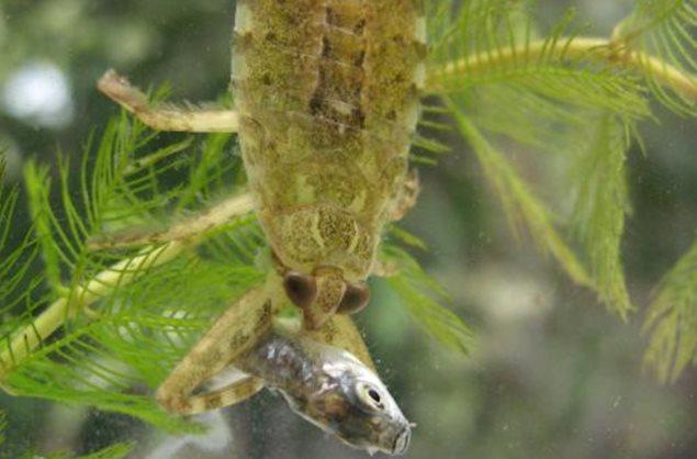 Lethocerus patruelis comiendo un pez