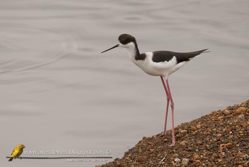 Tero real (South american stilt ) Himantopus melanurus