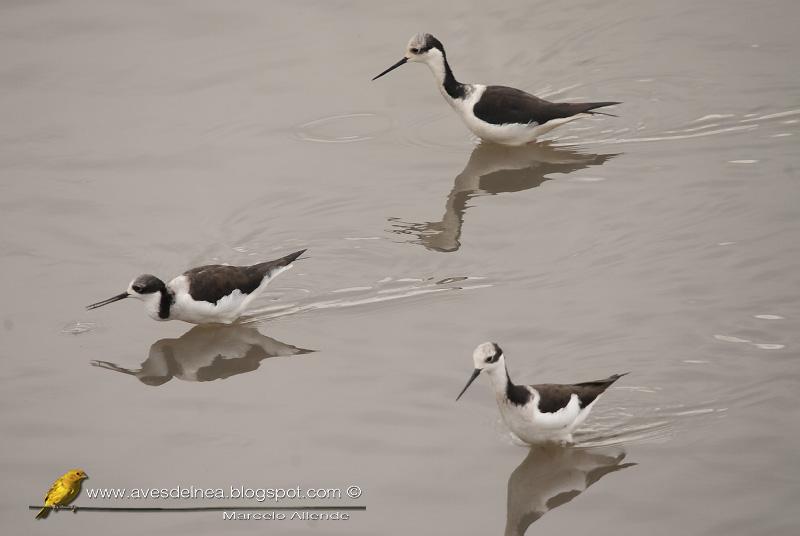 Tero real (South american stilt ) Himantopus melanurus