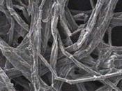 ¿Baterías eléctricas madera?