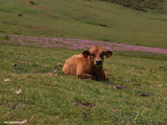 el cirbanal y la silla