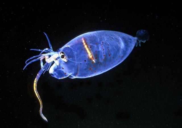 El calamar cochinillo, Helicocranchia pfefferi El calamar cochinillo, Helicocranchia pfefferi