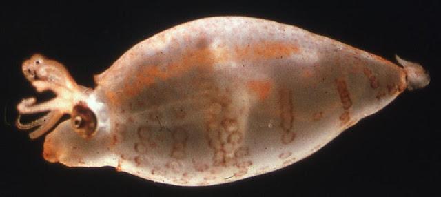 El calamar cochinillo, Helicocranchia pfefferi El calamar cochinillo, Helicocranchia pfefferi