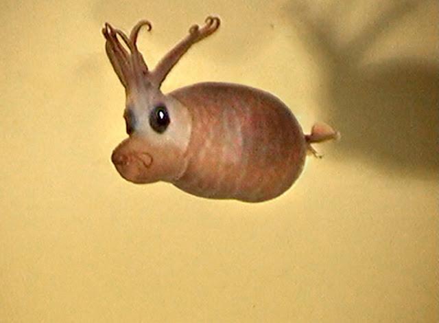 El calamar cochinillo, Helicocranchia pfefferi El calamar cochinillo, Helicocranchia pfefferi