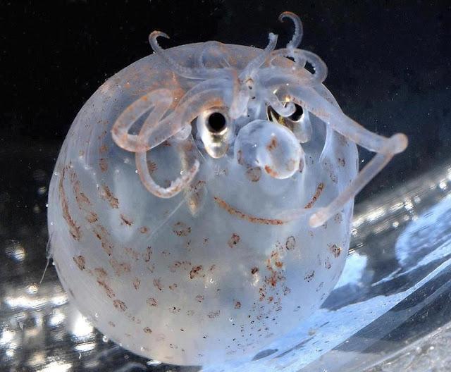 El calamar cochinillo, Helicocranchia pfefferi El calamar cochinillo, Helicocranchia pfefferi