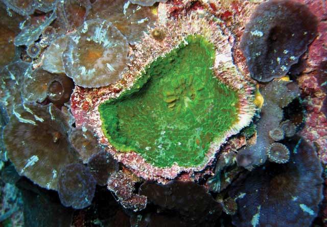 nueva especie de coral Echinophyllia tarae