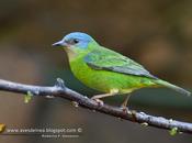 azul (Blue Dacnis) Dacnis cayana