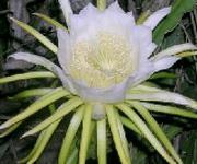 El reloj floral del gran naturalista sueco Carlos Linneo.