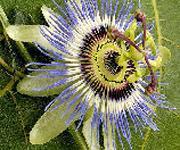 El reloj floral del gran naturalista sueco Carlos Linneo.