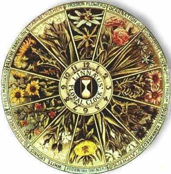 reloj-floral El reloj floral del gran naturalista sueco Carlos Linneo.