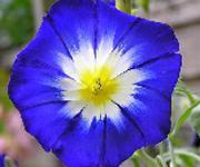 El reloj floral del gran naturalista sueco Carlos Linneo.