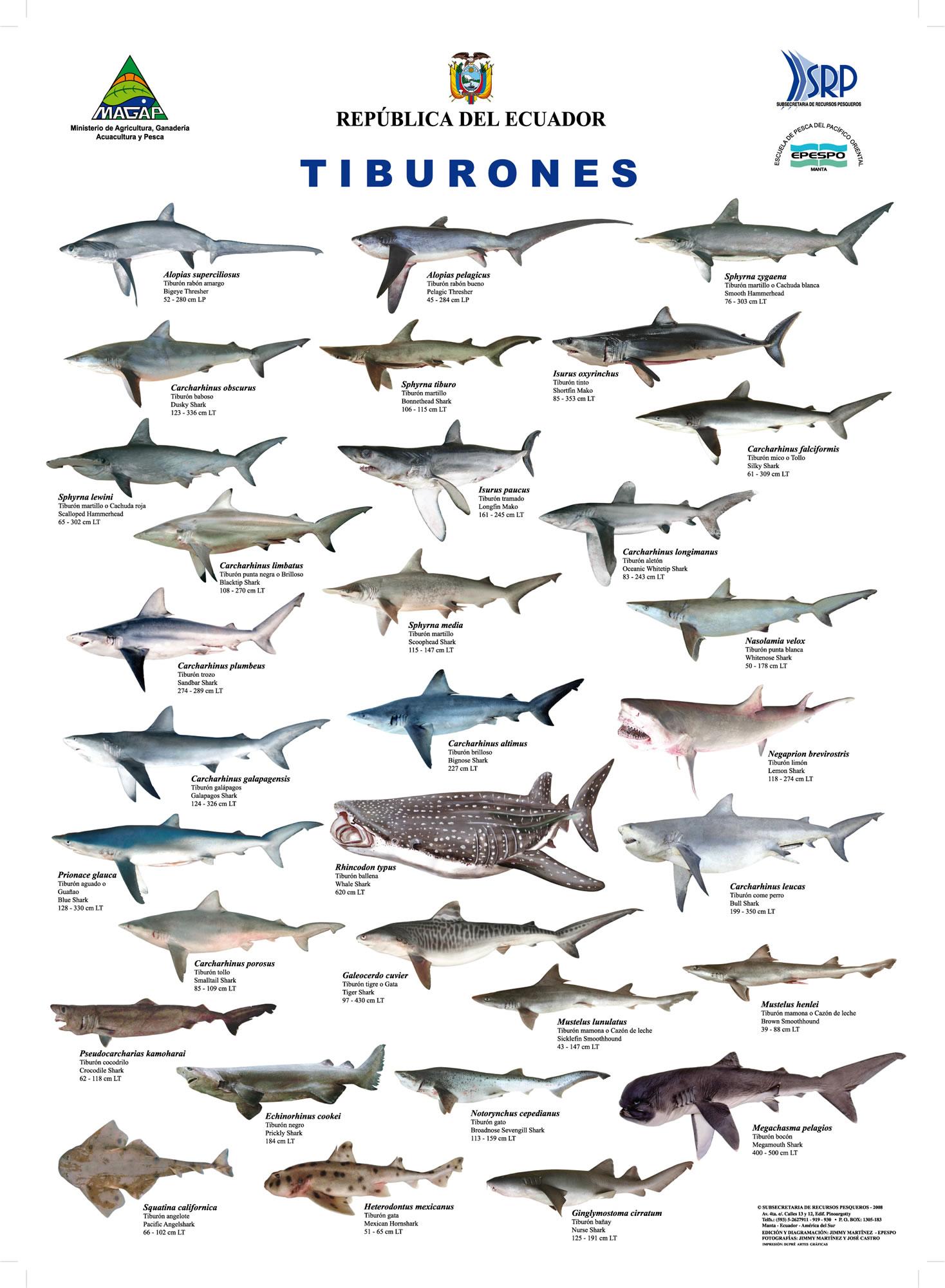 Tiburones en peligro: realidades y mito.