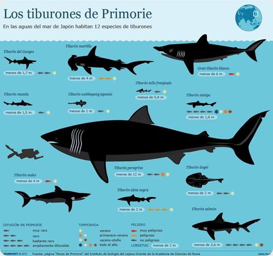 tiburones primorie