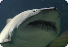 tiburonesen extincion