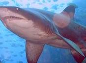 Bautizado robusta apariencia reputación agresivo, tiburón toro tiburones grandes comunes alrededor mundo.