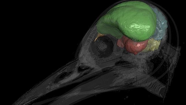 Archaeopteryx no tenía cerebro de pájaro