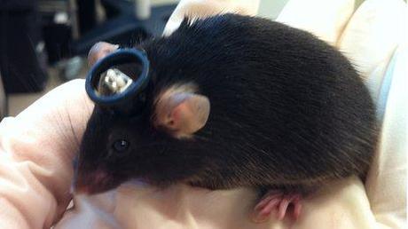 Científicos logran implantar falsos recuerdos en ratones