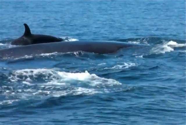 orcas atacan y matan a un rorcual común