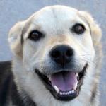 lenguaje corporal de los perros