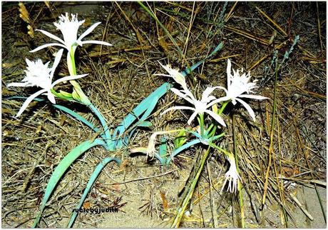 DINNER ON THE BEACH DINNER ON THE BEACH
