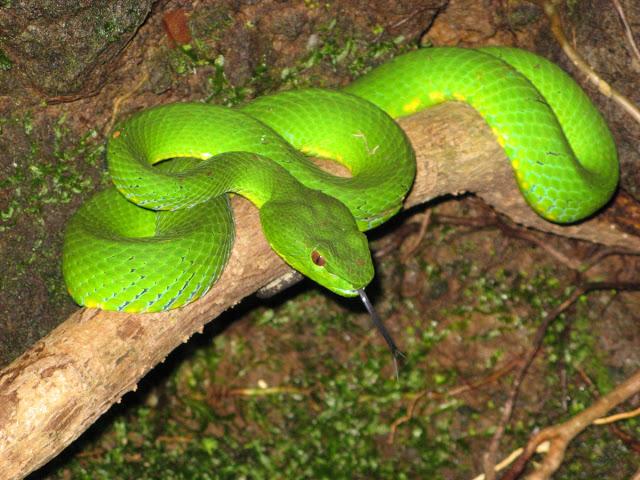 rain snake the tattoo Bosque tropical Paperblog