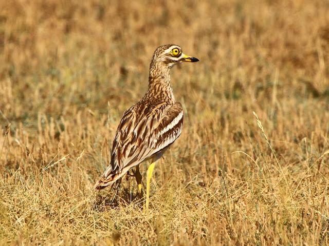 PASEANDO POR LAS BARDENAS REALES DE NAVARRA