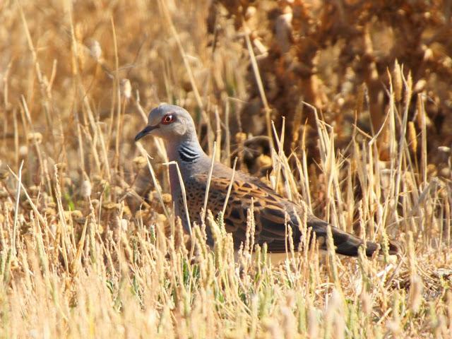 PASEANDO POR LAS BARDENAS REALES DE NAVARRA