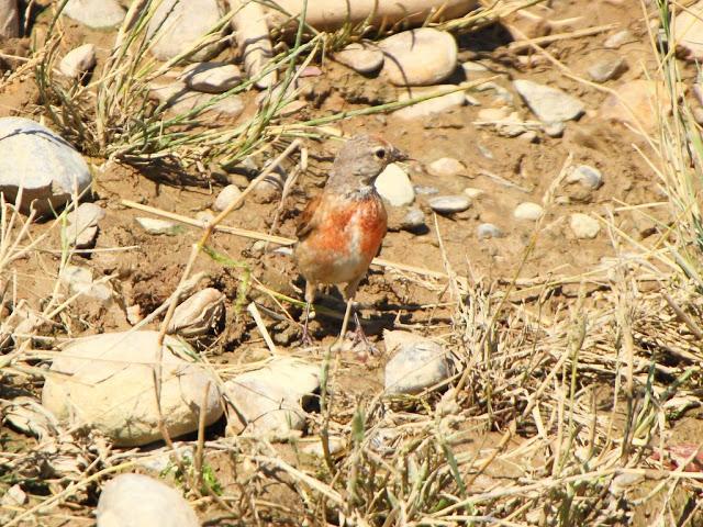 PASEANDO POR LAS BARDENAS REALES DE NAVARRA