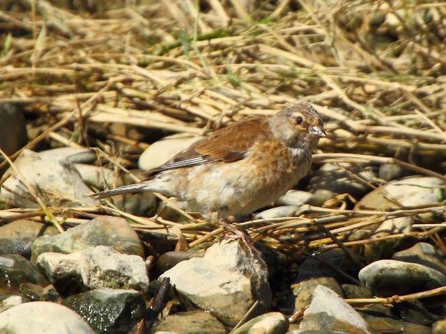 PASEANDO POR LAS BARDENAS REALES DE NAVARRA