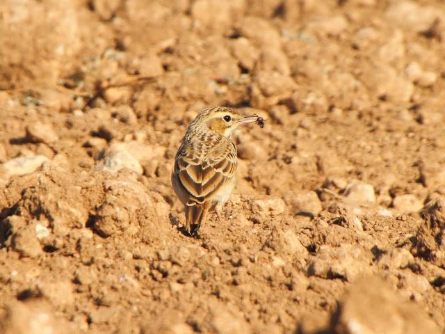 PASEANDO POR LAS BARDENAS REALES DE NAVARRA