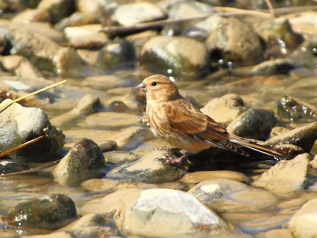 PASEANDO POR LAS BARDENAS REALES DE NAVARRA
