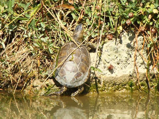 PASEANDO POR LAS BARDENAS REALES DE NAVARRA