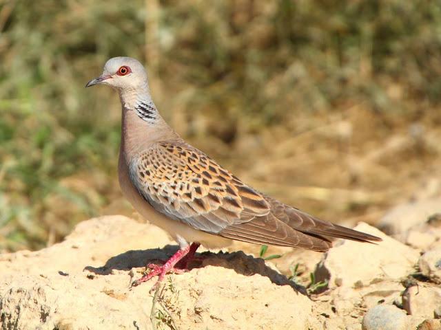 PASEANDO POR LAS BARDENAS REALES DE NAVARRA