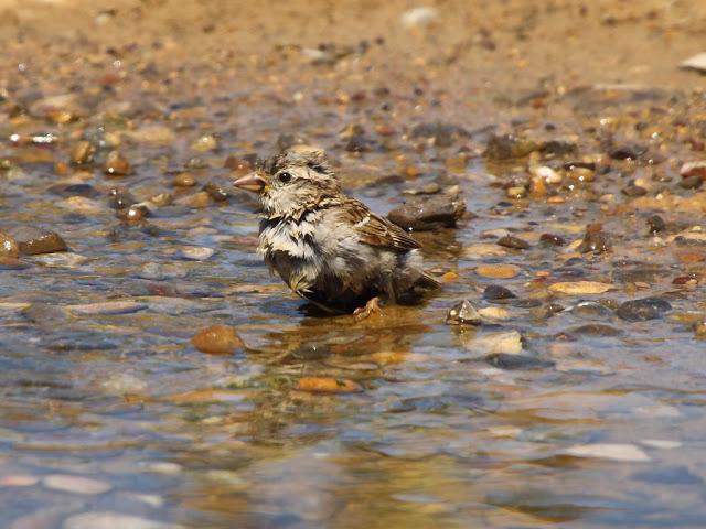 PASEANDO POR LAS BARDENAS REALES DE NAVARRA
