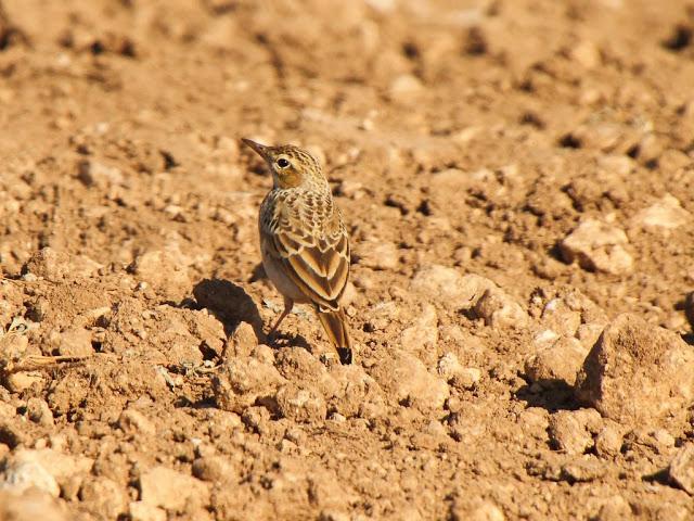 PASEANDO POR LAS BARDENAS REALES DE NAVARRA