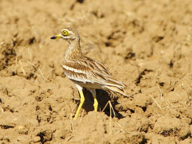 PASEANDO POR LAS BARDENAS REALES DE NAVARRA