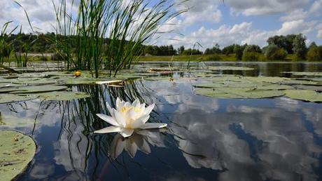 Zonas básicas de un lago