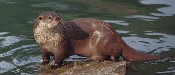 La nutria japonesa de río