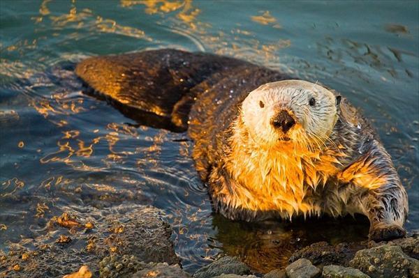 La nutria japonesa de río