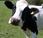 Vacas saltan alegría estar libertad