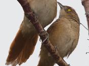 Espinero grande (Greater thornbird) Phacellodomus ruber