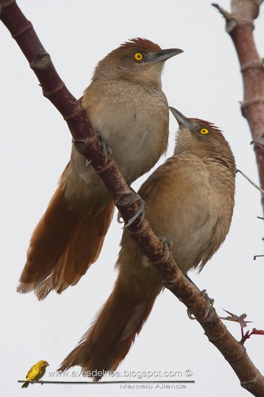 Espinero grande (Greater thornbird) Phacellodomus ruber