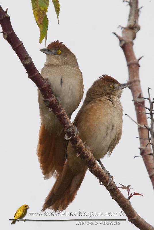Espinero grande (Greater thornbird) Phacellodomus ruber