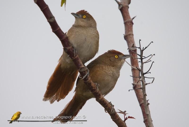Espinero grande (Greater thornbird) Phacellodomus ruber