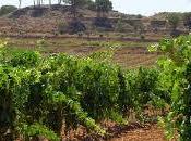 Estudio: calentamiento global desplaza regiones vinícolas