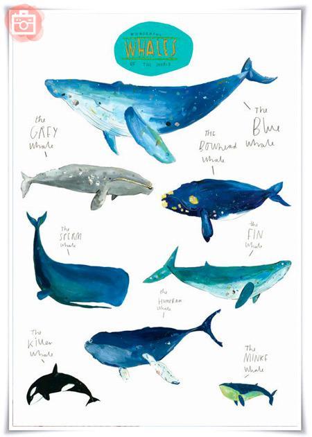cuadors infantiles de ballenas