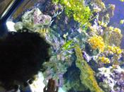 familia Aquàrium Barcelona crónica Chesca