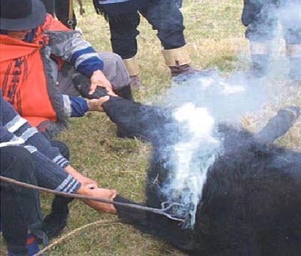 Una tradición marcada a fuego