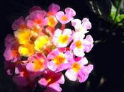 Lantana cámara mutabilis