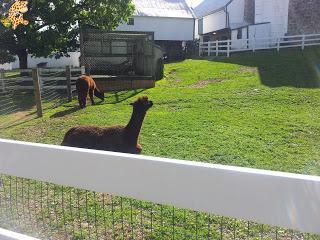 Día 13 (II): Los Amish de Lancaster